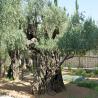 images/orte/israel/04_Garten Getsemane.jpg